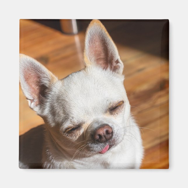 Aimant Chihuahua somnolent squint langue détendue dehors  (Devant)