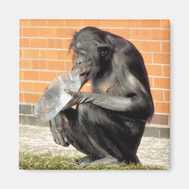 AIMANT CHIMP CUIT (Devant)