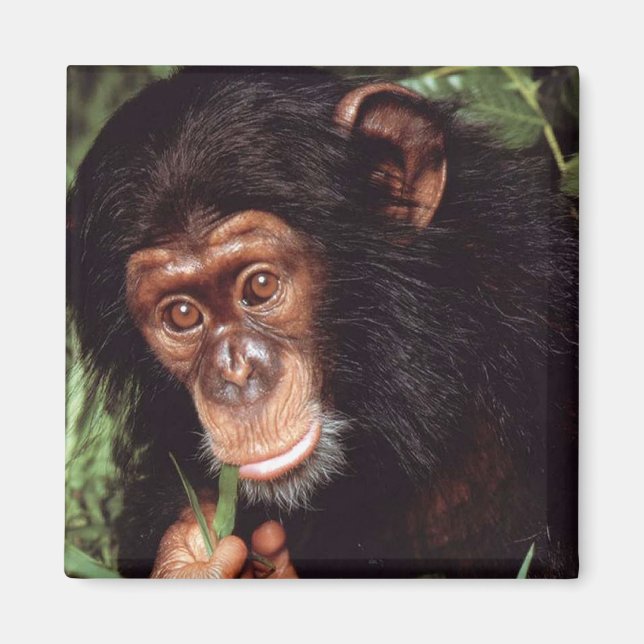 Aimant Chimpansee (Devant)