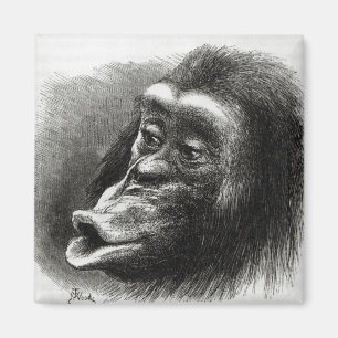 Aimant Chimpanzé déçu et boudeur