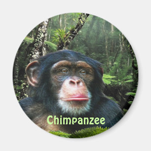 Aimant CHIMPANZEE & JUNGLE Primate Wildlife Art Magazine