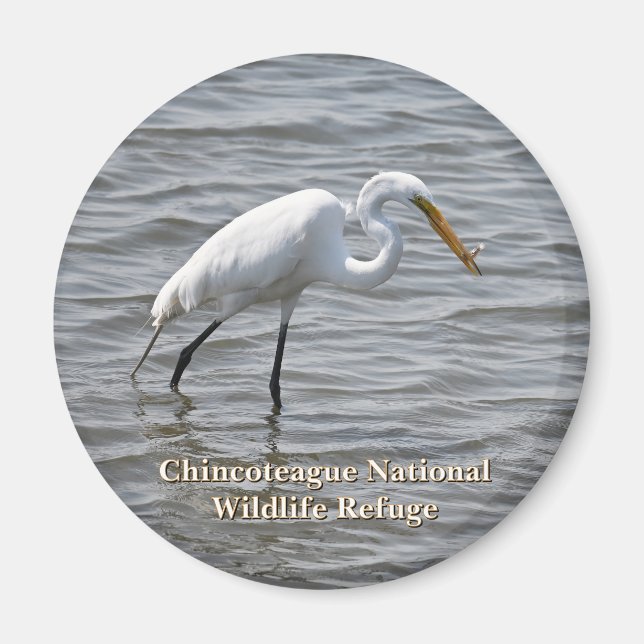 Aimant Chincoteague National Wildlife Great Heron Egret (Devant)