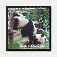 Chine, Chengdu, Pandas géants II (aimant)