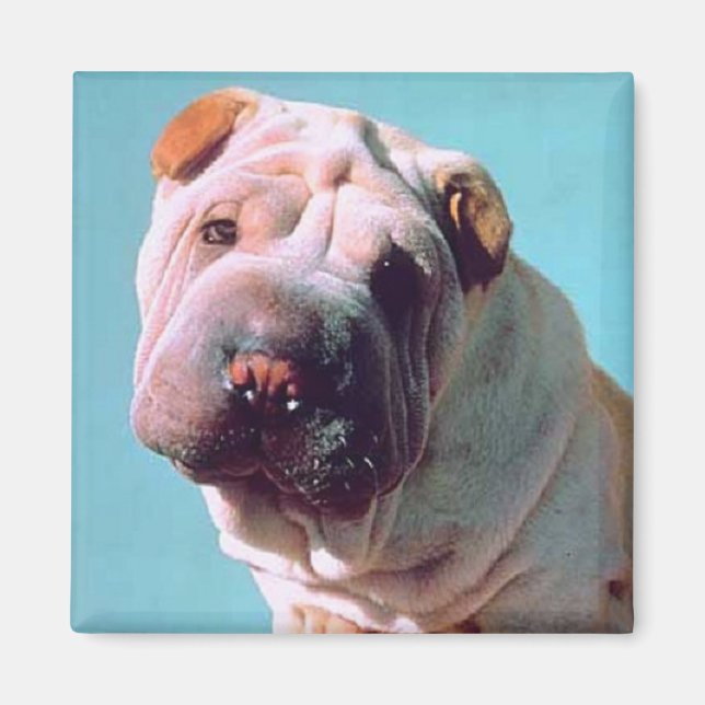 Aimant Chinois Shar-Pei (Devant)