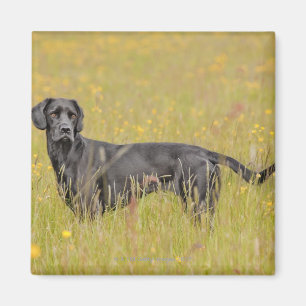 Aimant Chiot 16 mois