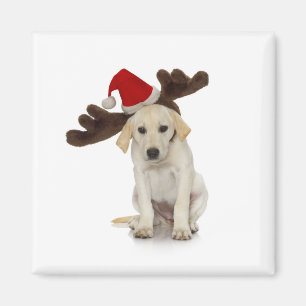 Aimant Chiot avec des oreilles de casquette et de renne