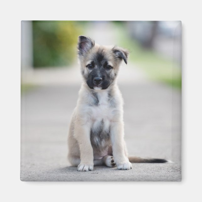 Aimant Chiot berger allemand sur le sentier (Devant)