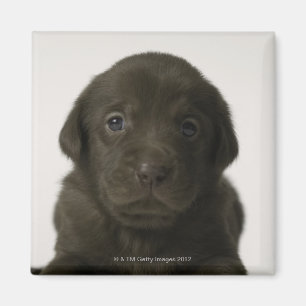 Aimant Chiot Brown, portrait, plan rapproché