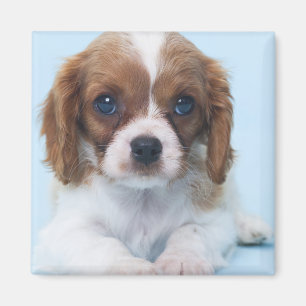 Aimant Chiot cavalier d'épagneul du Roi Charles