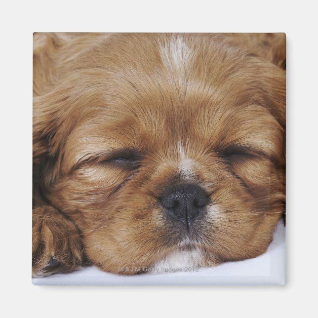 Aimant Chiot Cavalier King Charles Spaniel endormi (Devant)