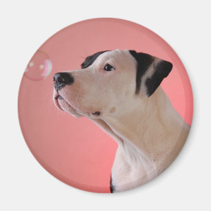 Aimant Chiot curieux