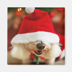 Aimant Chiot de Bichon Frise utilisant le costume de Pèr