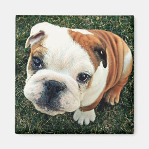 Aimant Chiot de bouledogue