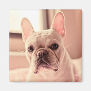 Aimant Chiot de bouledogue français
