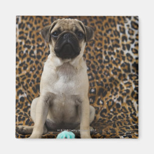 Aimant Chiot de carlin se reposant contre le poster de