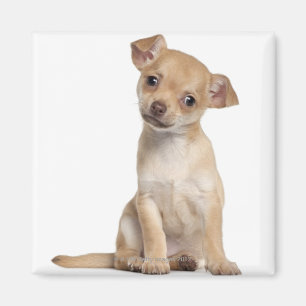 Aimant Chiot de chiwawa (2 mois)