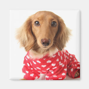 Aimant Chiot de Dachshund portant l'tenue de Saint Valent