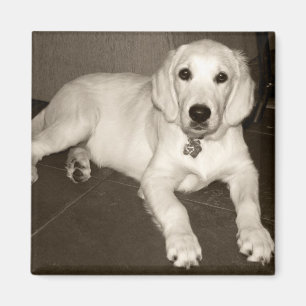 Aimant Chiot de golden retriever (crème anglaise) - 14