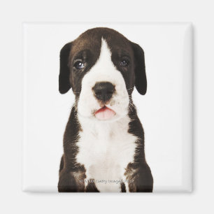 Aimant Chiot de great dane de harlequin sur l'arrière -