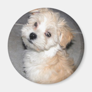 Aimant Chiot de Havanese