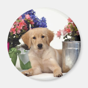 Aimant Chiot de jardinage de golden retriever