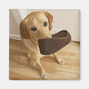 Aimant Chiot de labrador retriever avec la pantoufle dans