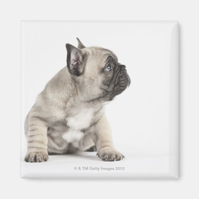 Aimant Chiot de Pedigree (Devant)