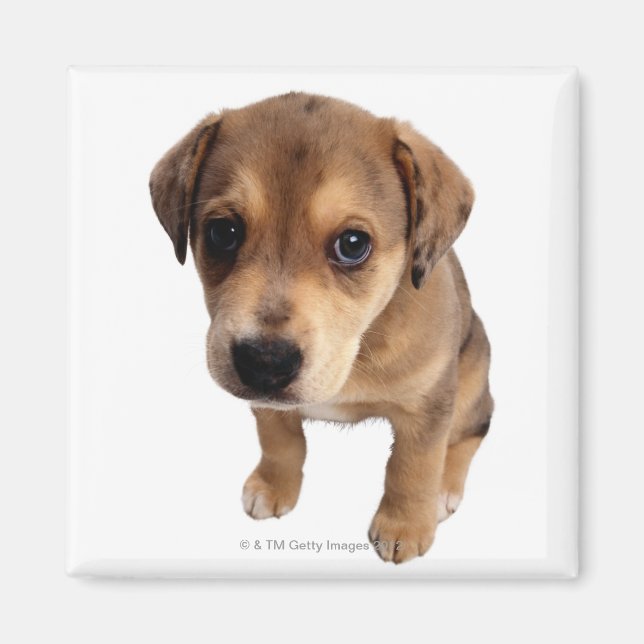 Aimant Chiot de race mixte (Devant)