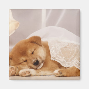 Aimant Chiot de Shiba Inu dormant sous un rideau net