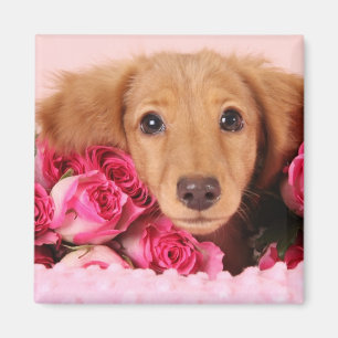 Aimant Chiot de teckel entouré par des roses