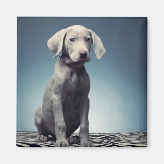 Aimant Chiot de Weimaraner