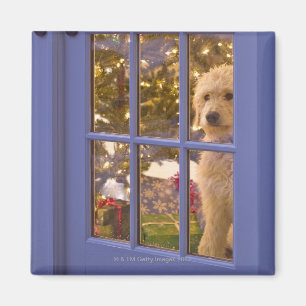 Aimant Chiot d'or de griffonnage regardant la porte en