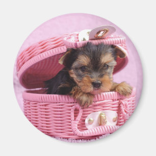 Aimant Chiot du Yorkshire