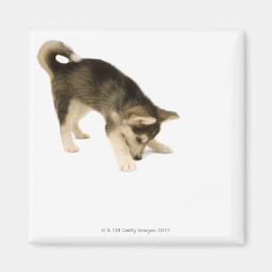 Aimant Chiot enroué 2