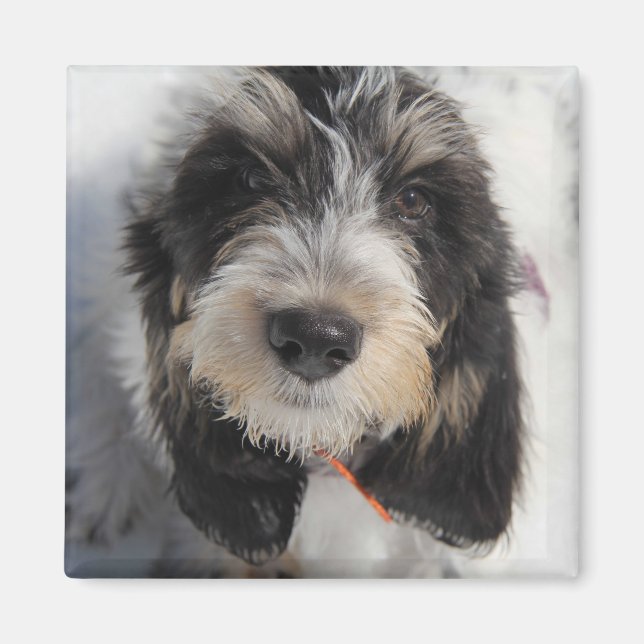 Aimant Chiot GBGV (Devant)