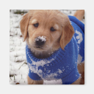 Aimant Chiot Golden Retriever