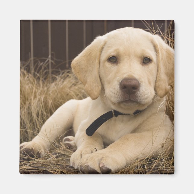 Aimant chiot Labrador Retriever (Devant)