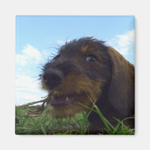 Aimant Chiot malicieux Dachshund