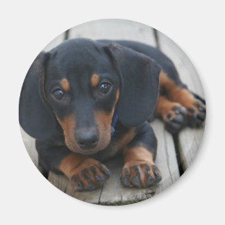 Aimant Chiot noir Dachshund