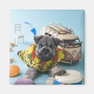 Aimant Chiot Schnauzer miniature et vacances d'été