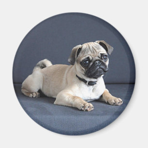 Aimant Chiot sur le divan Lounging