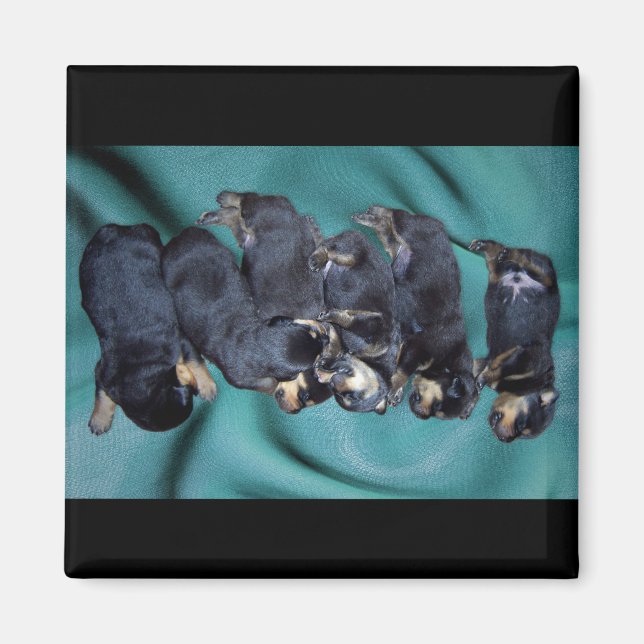 Aimant chiots à tête blanche (Devant)