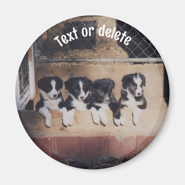 Aimant Chiots Border Collie Personnalisés (Devant)