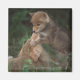 Aimant Chiots de coyote luttant (Canis Latrans)