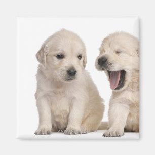 Aimant Chiots de golden retriever (4 semaines de)