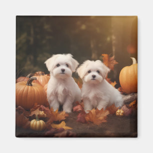 Aimant Chiots Maltais Délice d'Automne Citrouille