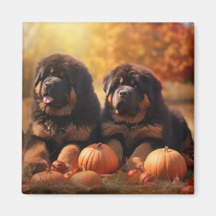 Aimant Chiots Mastiff Tibétain Délice d'Automne Citrouill