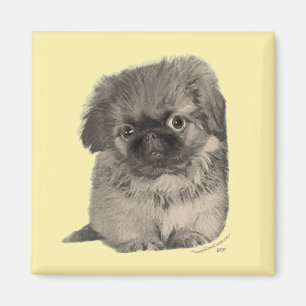Aimant Chiots Pékinois Jaune