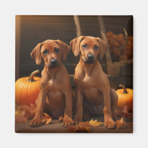 Aimant Chiots Rhodesian Ridgeback Délice d'Automne Citrou