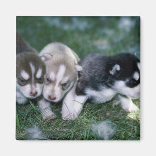 Aimant Chiots sibériens Husky, 3 semaines